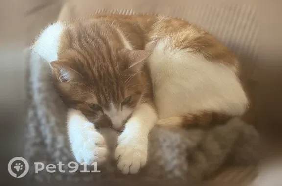 Chat perdu mâle, Avenue de Saint-Martin, 463, Paris - européen roux et blanc - photo