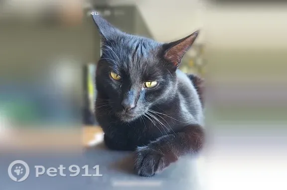 Chat perdu mâle, Hent Lenn, 2, Clohars-Fouesnant — noir, 4 ans, pucé - photo