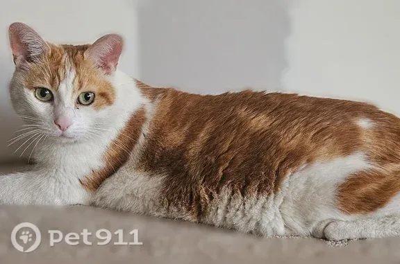 Chat disparu Garçon, Paris (fl598765) - photo