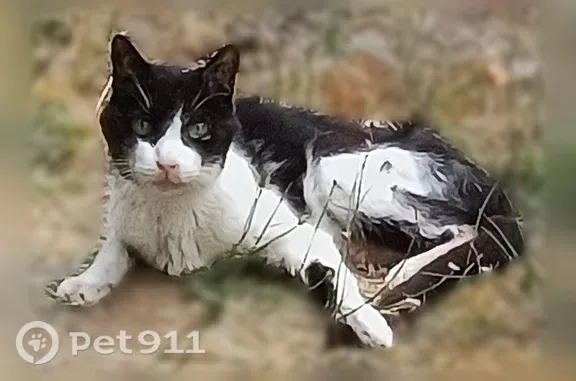 Chat trouvé Pau, photo: Chat trouvé, Paris - noir et blanc, très maigre et craintif