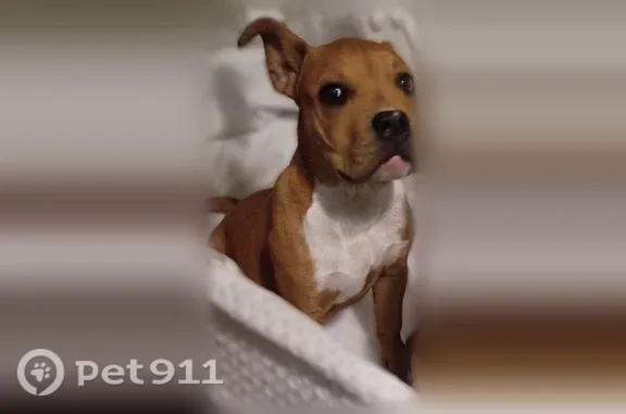 Lost dog, Hutchinson, Kansas — female, 6 months old - photo