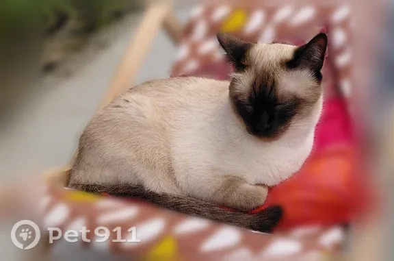 Chat perdu, Rue de Gouesnou, Brest - mâle siamois craintif - photo