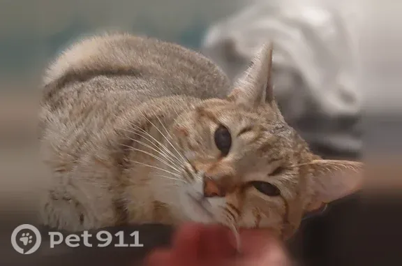 Perdu chat mâle, Rue Théodore Aubanel, 54, Eyguières - tigré, sans collier - photo