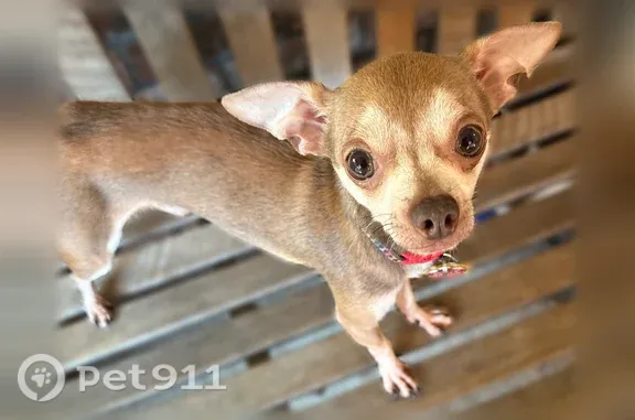 Lost dog, Northeast 46th Street, 14513, Vancouver - male Chihuahua - photo