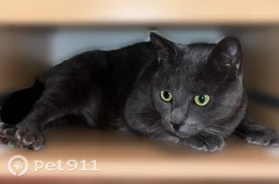 Chat perdu mâle, Rue du Temple, Vaux-sur-Seine, Cergy - gris avec 3 petites taches blanches - photo