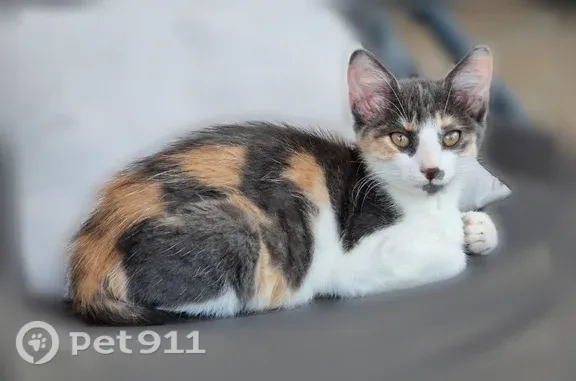Chat perdu, Rue Alfred de Musset, 3, Perpignan - femelle - photo