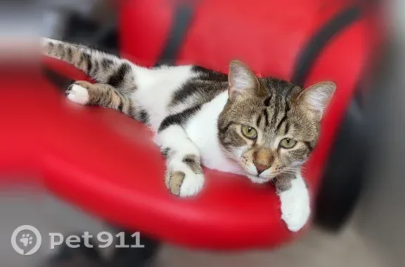 Chat perdu mâle, Rue de l'Égalité, 41, Estaires — peureux, poils courts - photo