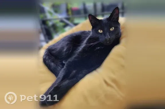 Perdu chat mâle, Allée Joachim du Bellay, Dammarie-les-Lys, Paris — pelage noir, yeux orange - photo