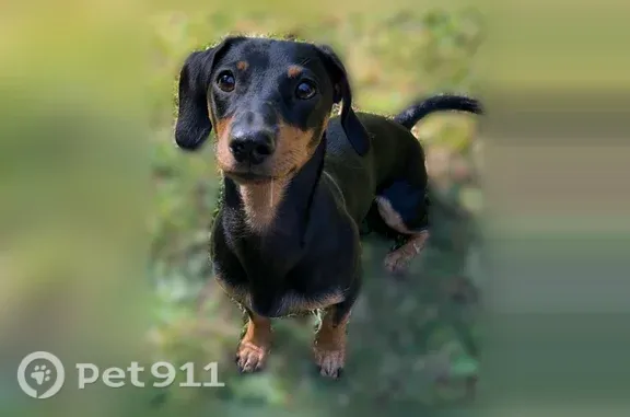 Chien perdu femelle, Impasse des Jonquets, 4, Falaise — teckel nain noire et feu - photo