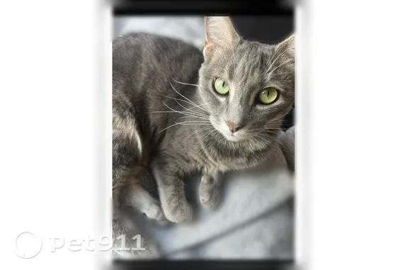 Chat perdu, femelle, Rue du Jardin public, 5, Villenave-d'Ornon - chatte grise aux yeux verts - photo
