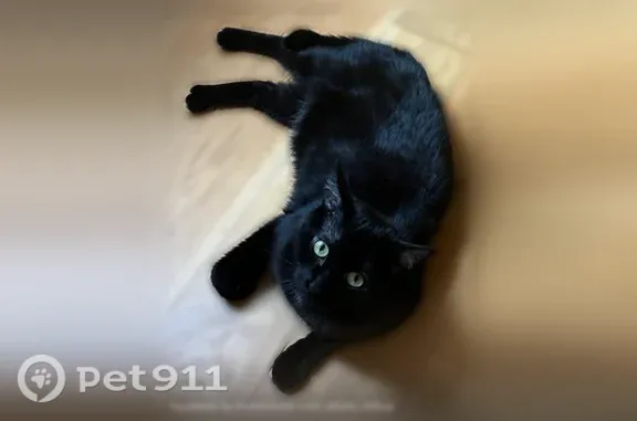 Chat perdu, femelle, Bordeaux - noire, petite tache blanche au cou - photo