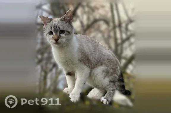 Chat perdu, Paris - femelle, yeux bleus - photo
