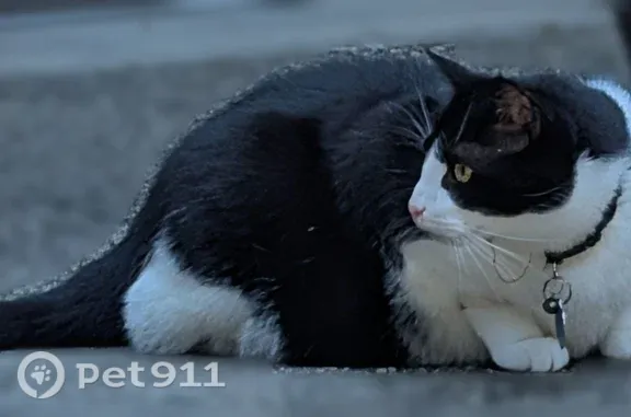 Found pets Meriden, photo: Found cat, Natchaug Drive, 233, Meriden — black and white male, arm shaved