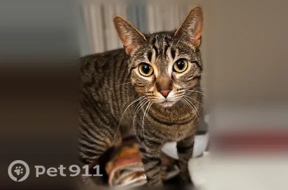 Lost cat, Heavens Up North Campgrounds site 67, Lakewood, Wisconsin — shy, indoor cats - photo