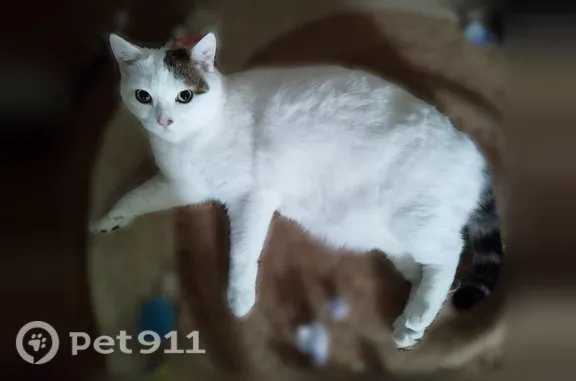 Chat perdu femelle, Rue du Docteur Calmette, 46, Le Mans - chatte blanche à tâches tigrées - photo