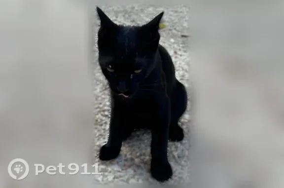 Chat trouvé Paris, photo: Chat trouvé, Rue de Cerçay, Brunoy, Paris - jeune chat noir