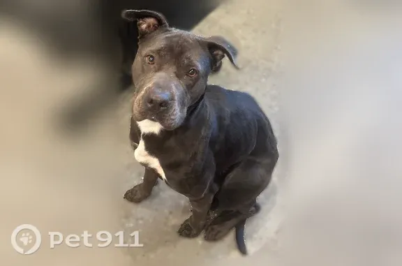 Lost dog, West 110th Place, 115, Chicago - female, shy and scared - photo