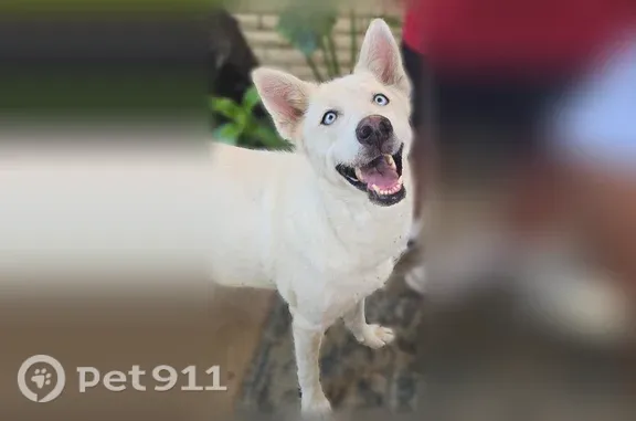 Found pets Bedford, photo: Found dog, Ellis Avenue, Fort Worth, Bedford