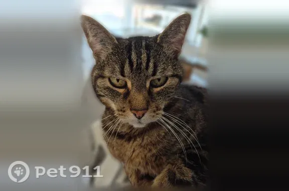 Chat perdu, femelle, Rue Palluat de Besset, Saint-Étienne, Lyon - chatte tigrée - photo