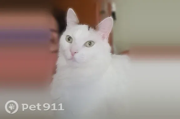 Chat perdu mâle, Rue Louis Blanc, 39, Le Pré-Saint-Gervais, Paris - blanc, peureux - photo