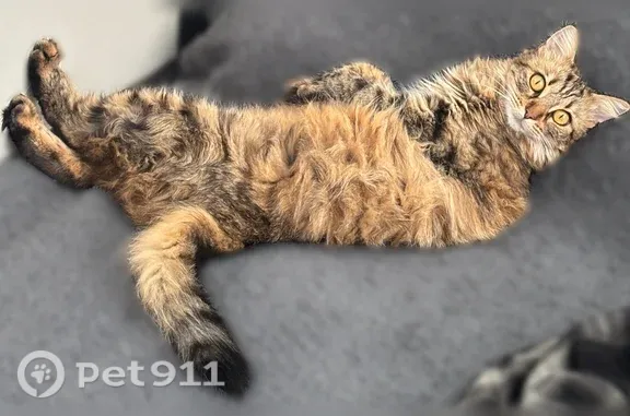 Chat perdu femelle, Rue Alphonse Bertillon, 14, Dijon - poils longs tigré brun-doré - photo