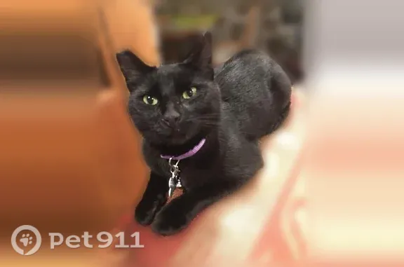 Lost cat, La Mesa Drive, San Carlos - black slim female with clipped right ear - photo