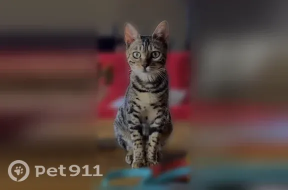 Chat perdu femelle, Paris - Bengal, très sociable avec les humains - photo