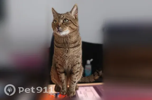 Chat perdu mâle, Rue de Fontarabie, 19, Paris - tigré, pucé - photo