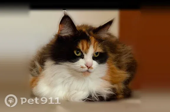 Chat perdu femelle, Paris - photo