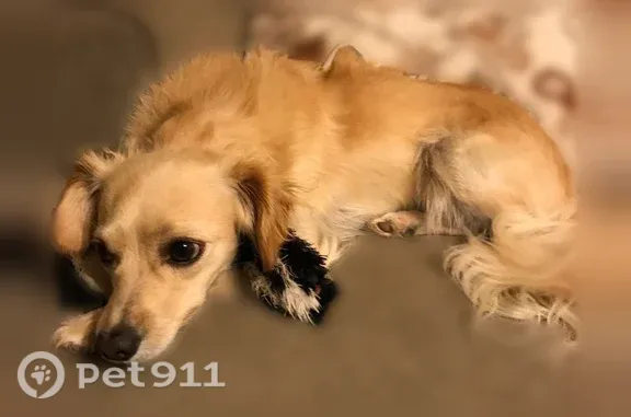 Lost dog, North Rascon Loop, 2004, Phoenix — no collar - photo