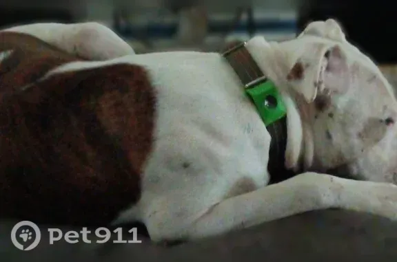 Missing dog Gastonia, photo: Lost dog, South Chester Street, 317, Gastonia - male, neutered, camouflage green collar