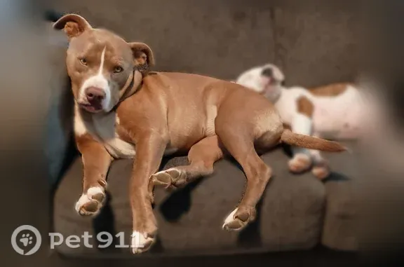 Missing dog Bessemer City, photo: Lost dog, East Cleveland Avenue, 314, Bessemer City — female, brown with white spots
