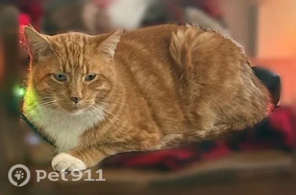 Lost pets Iowa Park, photo: Lost cat, West Alameda Street, 506, Iowa Park - male, orange tabby with white tummy and feet
