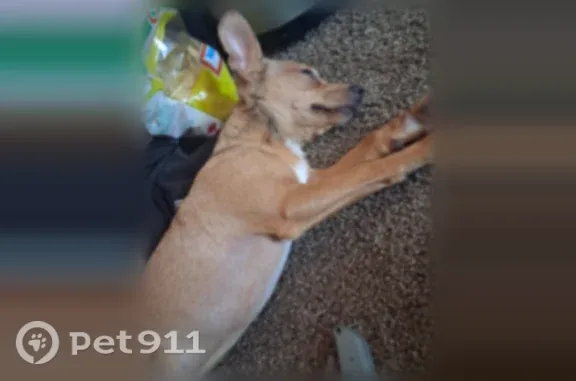 Lost pets Edith Endave, photo: Lost dog, 2nd Street Northwest, 10600, Edith Enclave, Edith Endave — male, big ears, white chest