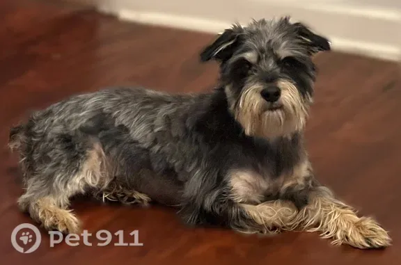 Lost dog, Lee Road 507, 10, Phenix City, Washington - small black and gray dog with tan/cream legs and beard - photo