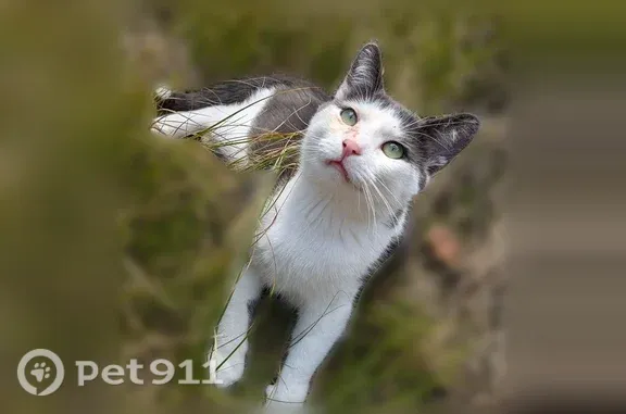 White and grey, white tipped tail, green eyes, chronically runny right eye, VERY friendly!
