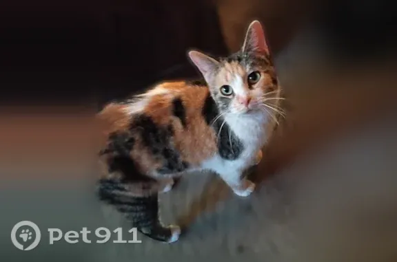 Lost pets Galesburg, photo: Lost cat, Washington, 158, Galesburg - calico and very friendly