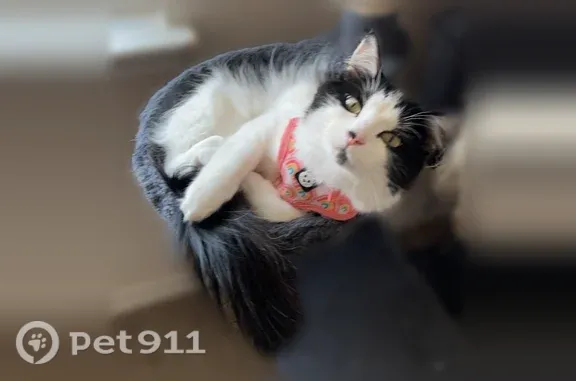 Missing cat Hines, photo: Lost cat, East Barnes Avenue, 101, Hines - indoor cat