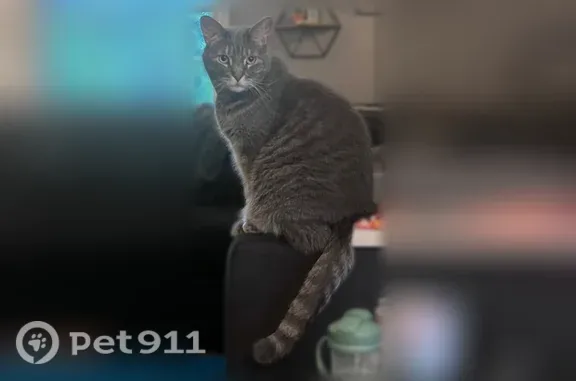 Lost cat, Bellair Drive, 1140, Harrisburg — male, gray tabby - photo