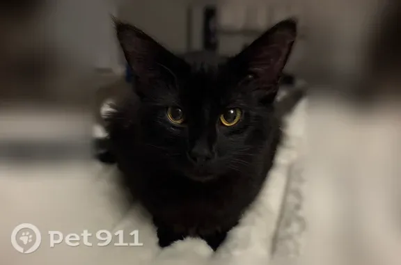 Lost cat, Baltimore Drive, 1650, Baton Rouge - medium-sized black male cat with a purple flea collar - photo