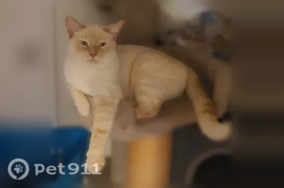 Lost male cat, Harrison Street, 4994, Fort Campbell North - Flame Point Siamese with bright blue eyes - photo