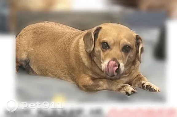 Lost pets Arlington, photo: Lost dog, Cable Bridge Road, 13029, Pass Christian, Arlington - tan half beagle half weiner dog