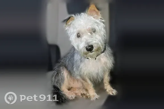 Lost dog, West Bockman Way, 267, Sparta - photo