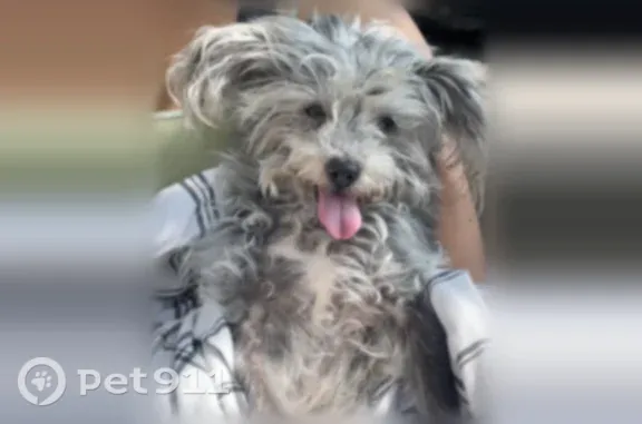 Found pets Brooklyn, photo: Found dog, 83rd Street, 1982, Brooklyn - small adult female, no collar