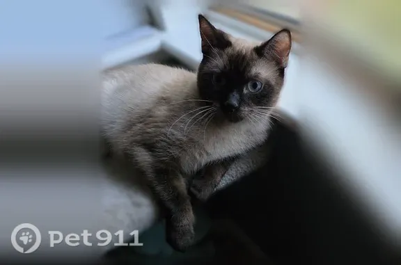 Lost cat, Amber Valley Lane, 9537, Las Vegas — female, small Siamese - photo