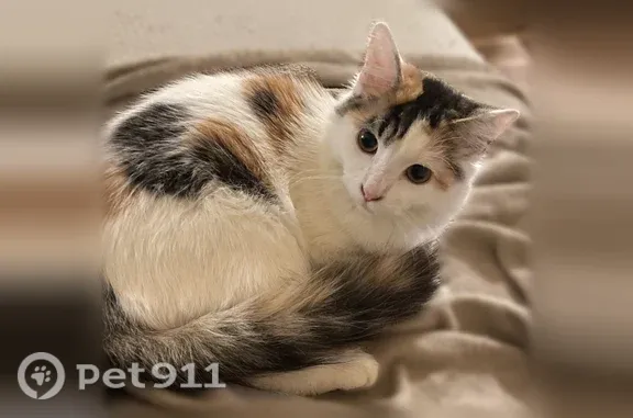 Lost cat, Airport Boulevard, 43, Morgantown - indoor kitty - photo
