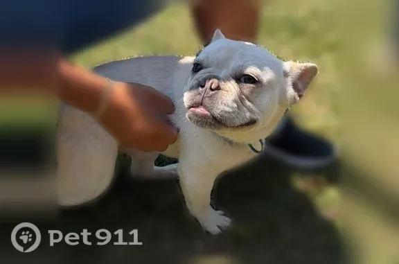 Lost pets Detroit, photo: Lost dog, Maiden Street, 12608, Detroit — white with a small light brown patch on the back