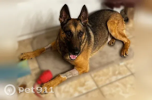Lost dog, Grove Drive, 405, Killeen — male, black and tan Belgian Malinois/German Shepherd mix - photo