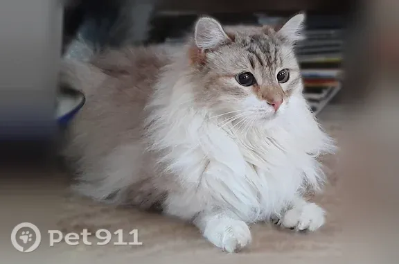 Animaux perdus Le Perréon, photo: Chat perdu, Route de la Cochère, Le Perréon - femelle, yeux bleus