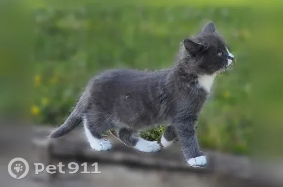 Animaux perdus Villefranche-sur-Saône, photo: Chat perdu, Montée de Chervinges, 635, Gleizé, Villefranche-sur-Saône — femelle, pattes blanches